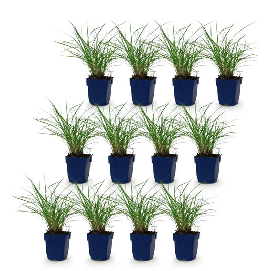 Chinaschilf 'Red Chief' – Miscanthus sinensis 'Red Chief' – 12 Pflanzen – Topf Ø11cm – Ansicht 2