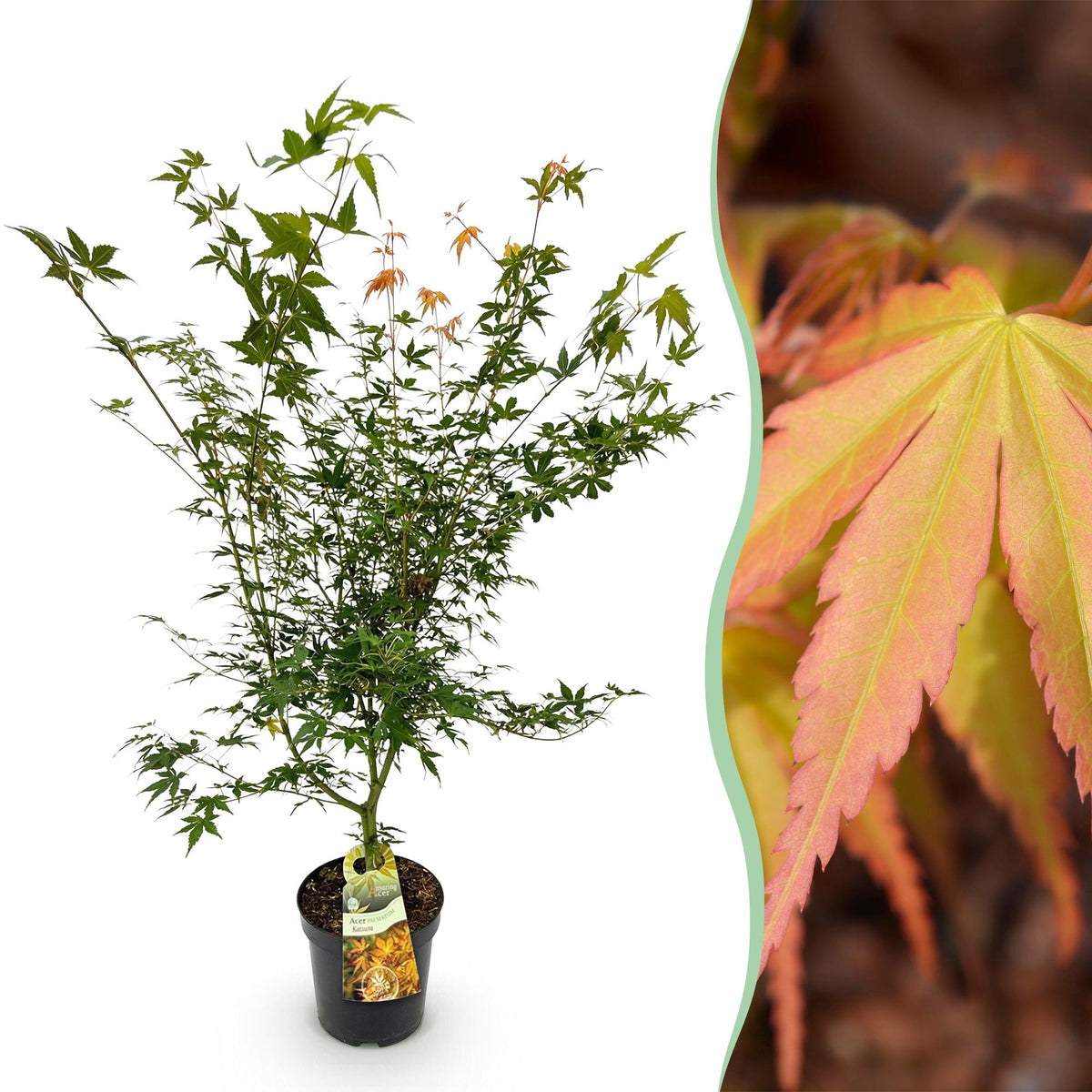 Green boutiQ - Gartenpflanze - Acer palmatum Katsura - Japanischer Ahorn - Laubabwerfend - Grün - 1 - Topf 26cm - Höhe 90cm 