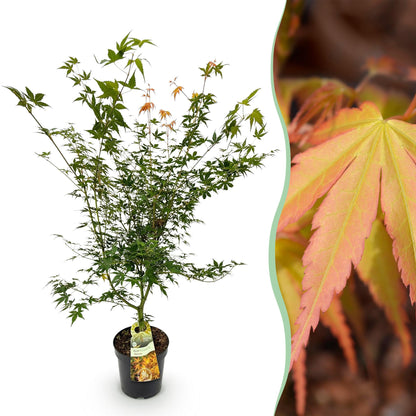 Green boutiQ - Gartenpflanze - Acer palmatum Katsura - Japanischer Ahorn - Laubabwerfend - Grün - 1 - Topf 26cm - Höhe 90cm 