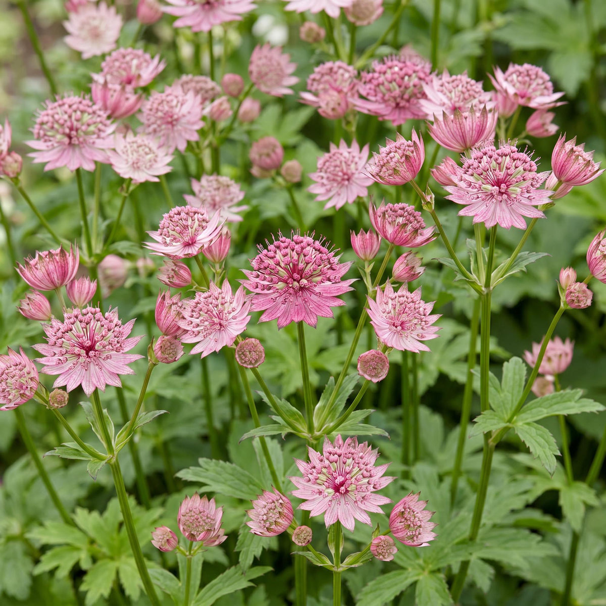 Sterndolde – Astrantia major – 6 Pflanzen – Topf Ø11cm – Bienenfreundliche Staude für Garten & Balkon – Ansicht 5