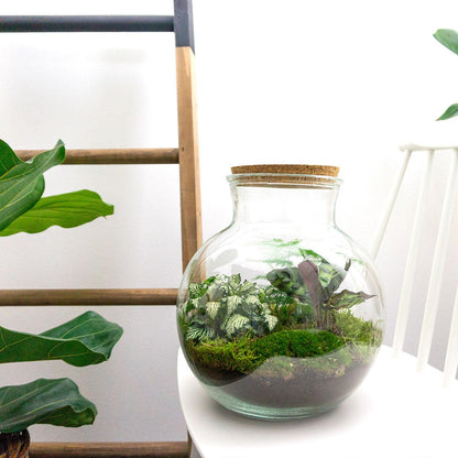 Flaschengarten Teddy – DIY Bausatz Terrarium – ↕26,5cm – Do-It-Yourself Pflanzen-Set im Glas mit Kork – Autarkes Mini-Ökosystem – Mit Calathea, weißer Fittonia & Moos – Für Zuhause & Büro 