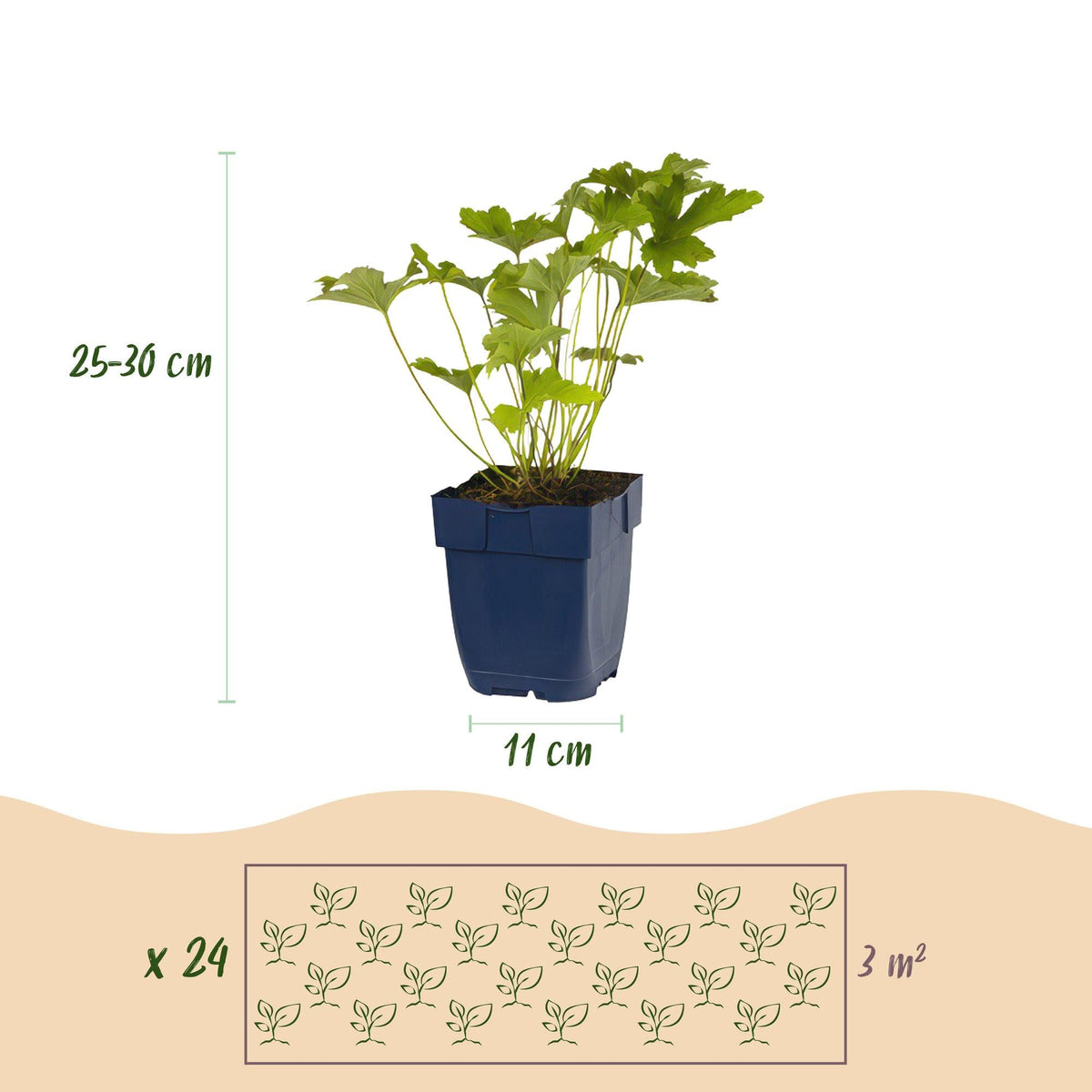 Staudenset „Schatten“ – 24 schattenliebende Stauden für ca. 3 m² – Verschiedene Farben & Blütezeiten – Pflegeleichtes Set für schattige Gartenbereiche – Ø11 cm Topf 