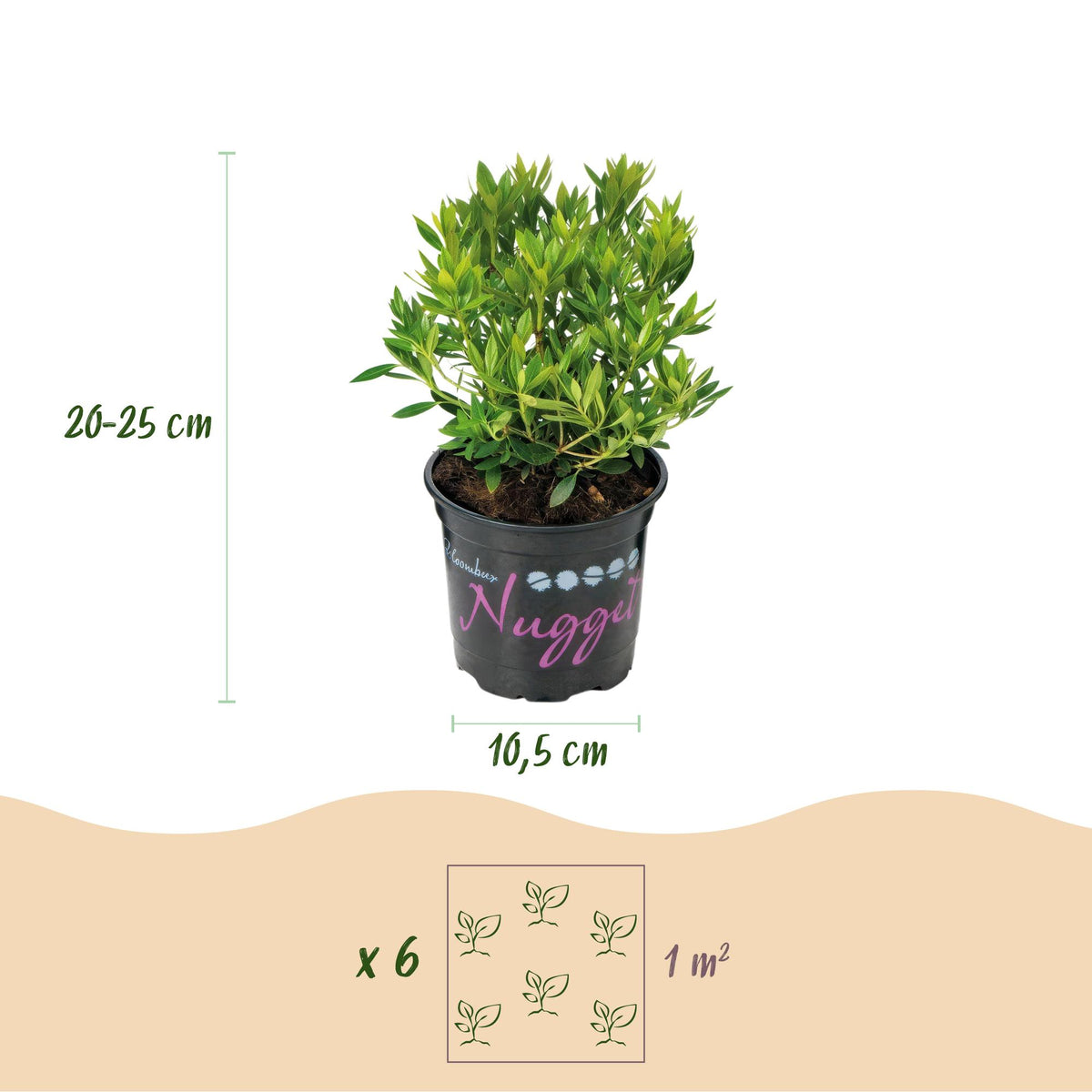 Green boutiQ - Zwerg-Rhododendron - Rhododendron Bloombux Light Pink - Blühender Buchsbaum - Wenig Pflege - Hellrosa Blüte - 1 Pflanze - Topf 10,5cm - Höhe 20-25cm 