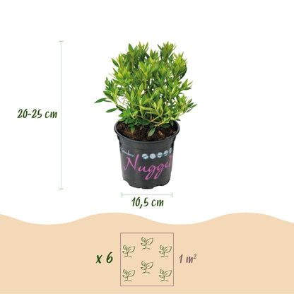 Green boutiQ - Zwerg-Rhododendron - Rhododendron Bloombux Light Pink - Blühender Buchsbaum - Wenig Pflege - Hellrosa Blüte - 1 Pflanze - Topf 10,5cm - Höhe 20-25cm 
