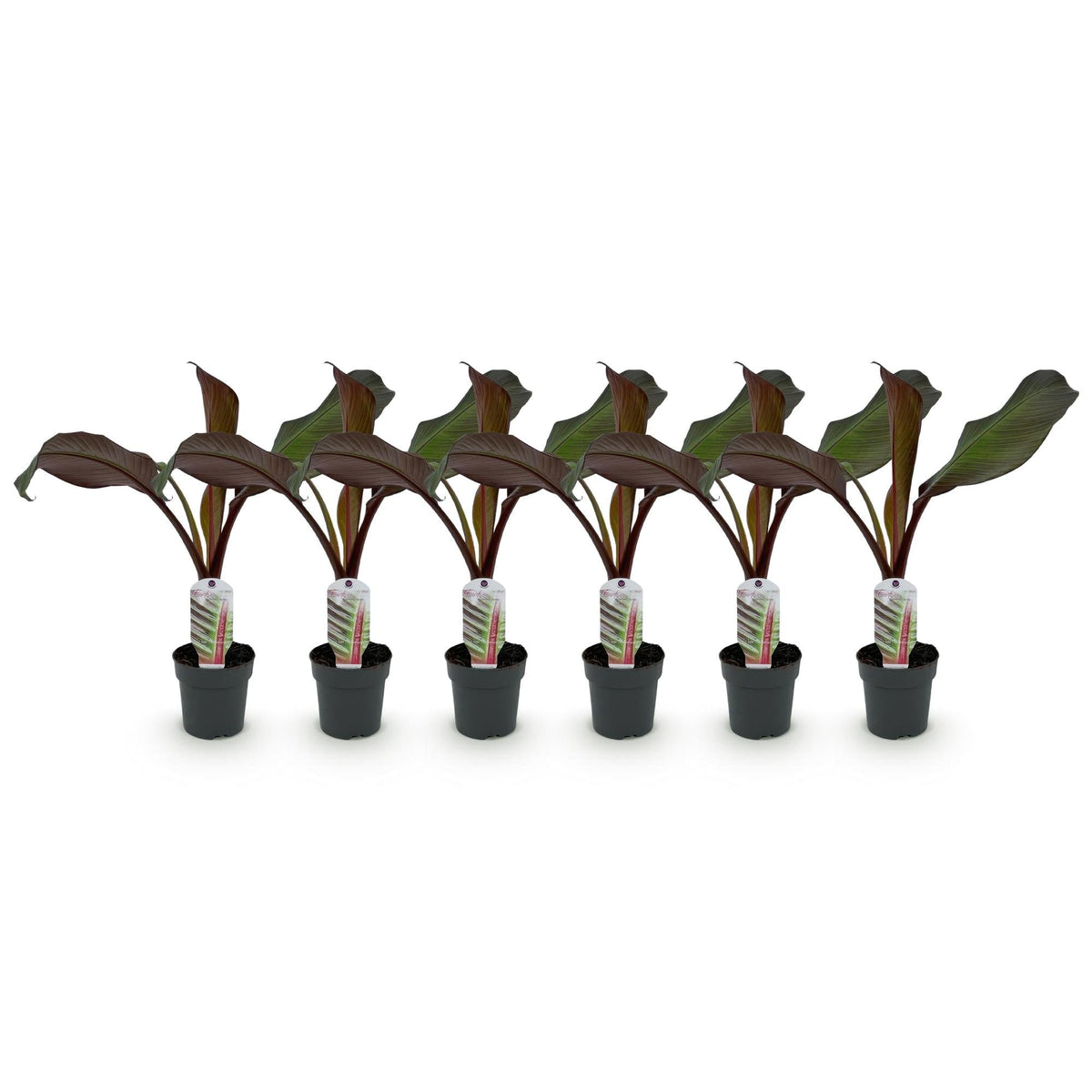 Bananenpflanze Ensete ventricosum Maurelli – Winterhart – Obstpflanze – Ø12cm – Höhe ca. 30cm – Ansicht 14