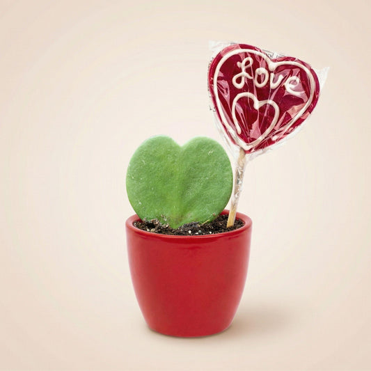 Sweetheart Pflanzen-Set – Grünes Mini-Geschenk – Topf & Pflanze – Rot 