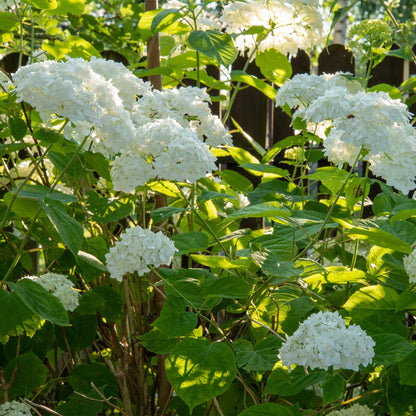 Rispenhortensie - Hydrangea arborescens Annabelle - Blüte Weiß - Große Blüten - 17cm Höhe 50cm - Winterhart & pflegeleicht für Beet & Kübel 