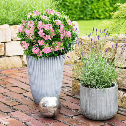 Green boutiQ - Zwerg-Rhododendron - Rhododendron Bloombux Magenta - Blühender Buchsbaum - Wenig Pflege - Rosa Blüte - 1 Pflanze - Topf 23cm - Höhe 45-55cm 