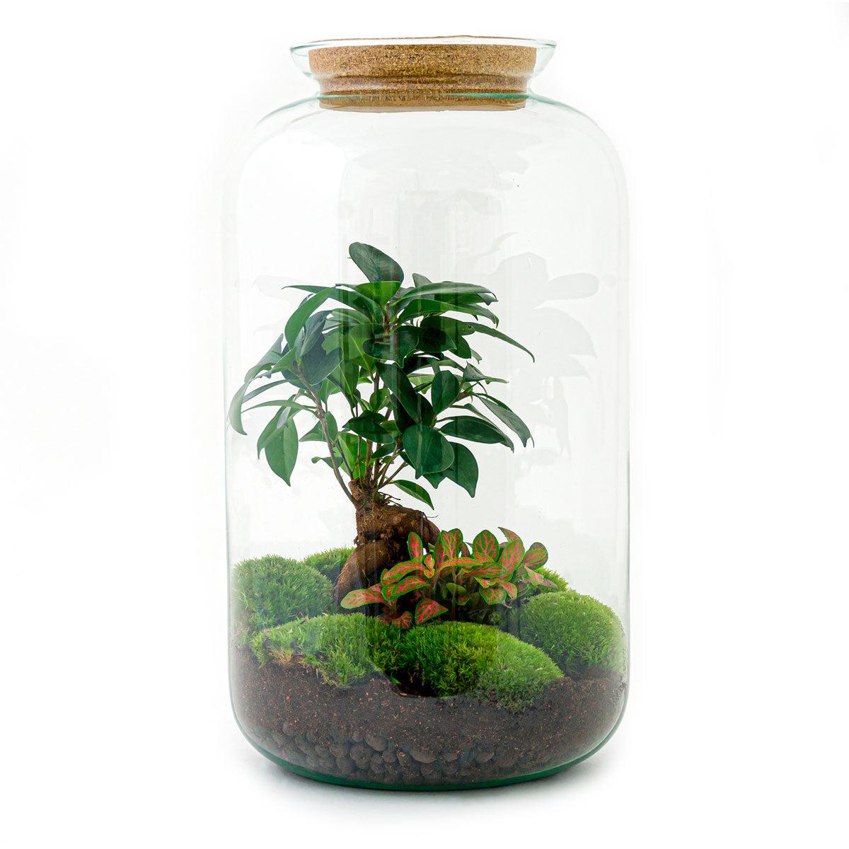 Flaschengarten Sven Bonsai – DIY Bausatz Terrarium – ↕43cm – Do-It-Yourself Pflanzen-Set im Glas mit Korkdeckel – Autarkes Mini-Ökosystem – Inkl. Ficus Ginseng Bonsai, Fittonia & Moos – Für Wohnung & Büro 