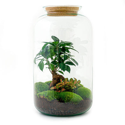 Flaschengarten Sven Bonsai – DIY Bausatz Terrarium – ↕43cm – Do-It-Yourself Pflanzen-Set im Glas mit Korkdeckel – Autarkes Mini-Ökosystem – Inkl. Ficus Ginseng Bonsai, Fittonia & Moos – Für Wohnung & Büro 
