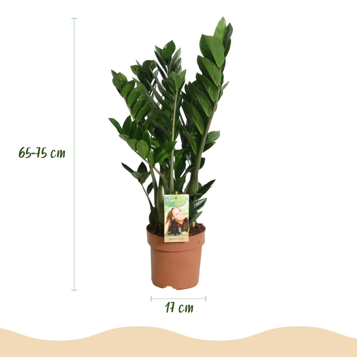 Green boutiQ - Zimmerpflanzen - Zamioculcas - ZZ-Pflanze - Wenig Pflege - Grün - 1 Pflanze - Topf 17cm - Höhe 65-75cm 