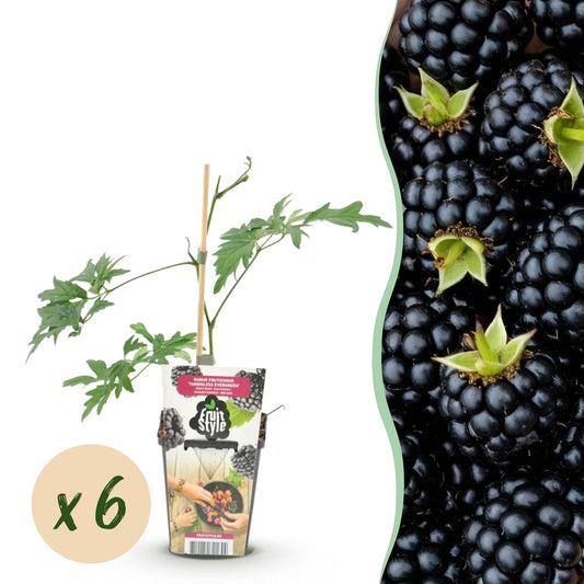 GreenboutiQ - Obstpflanzen - Immergrüne Brombeere - Rubus Thornless Evergreen - Winterhart - 6 Pflanzen - Topf 9 cm - Schwarze Brombeere 