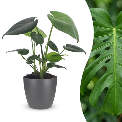 Fensterblatt – Monstera deliciosa – Topf Ø12cm – Höhe 30cm – mit grauem Dekotopf – Dekorative Zimmerpflanze
