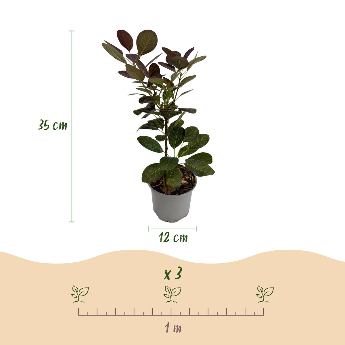 GreenboutiQ - Gartenpflanze - Cotinus coggyria Royal Purple - Lila - 1 Pflanze - Laubabwerfend - Wenig Pflege - Topf 12cm Höhe 35cm 