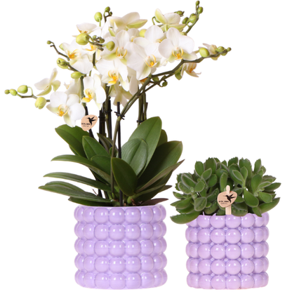 Kolibri Orchids | Pflanzenset Poppy Lila | Weiße Lausanne Orchidee 12 cm + Grünpflanze 9 cm inkl. Übertöpfen – frisch vom Züchter 