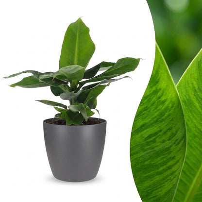 Orientalische Zwergbanane – Musa 'Oriental Dwarf' – Topf Ø12cm – Höhe 30cm – mit grauem Dekotopf