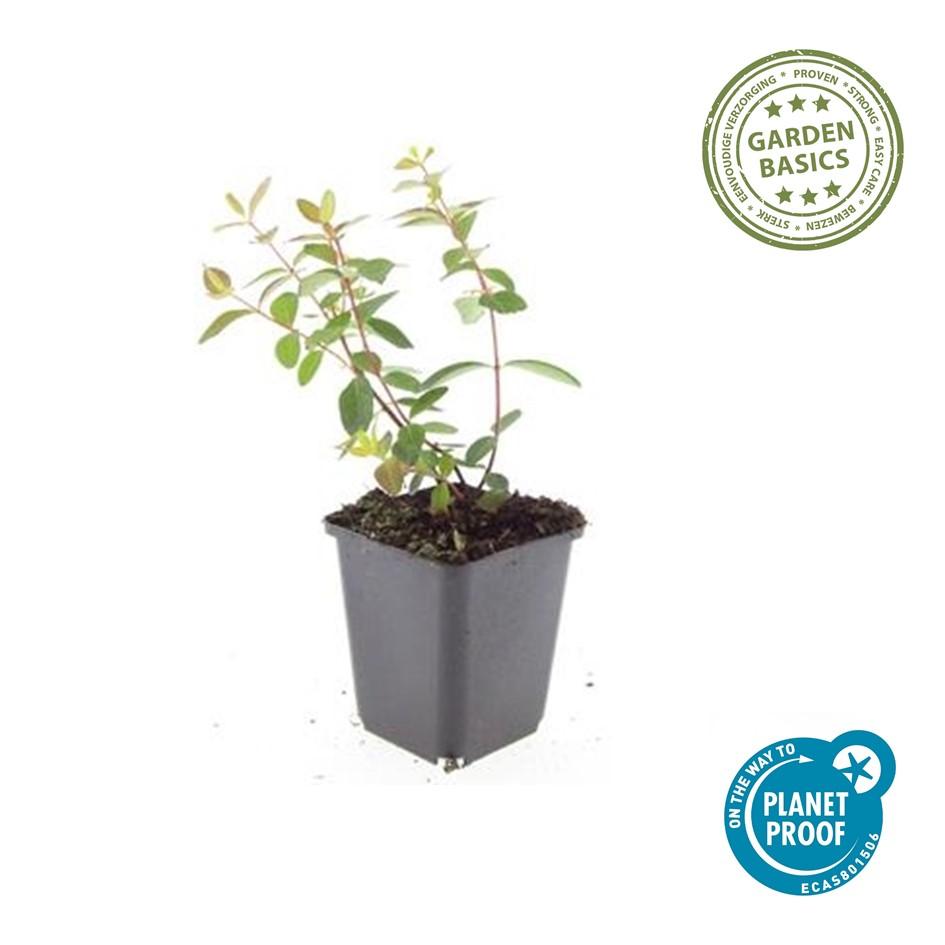 Johanniskraut Hypericum dummeri 'Peter Dummer' – ↕10-25cm – Ø9cm – 6 Pflanzen – Winterharter Bodendecker mit gelben Blüten 