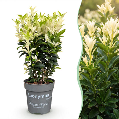 Spindelstrauch 'Paloma Blanca' – Euonymus japonicus 'Paloma Blanca' – 16 Heckenpflanzen – Topf Ø9cm – Ansicht 3