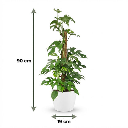 Monstera Minima am Moosstab 90cm – Mini Fensterblatt Zimmerpflanze im Potter Weiß Übertopf Ø19cm – tropische Blätter mit Löchern – pflegeleicht für Wohnung & Büro, ideal bei Halbschatten 