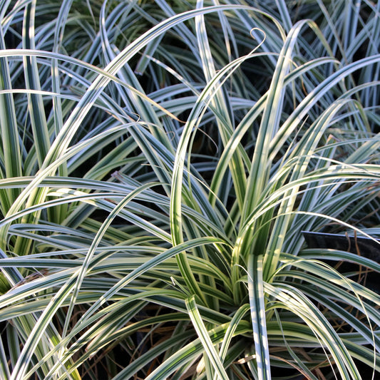GreenboutiQ - Ziergräser - Carex oshimensis Everest - Weiß und Grün - 1 Pflanze - Immergrün - Winterhart - Topf 17cm Höhe 50cm 