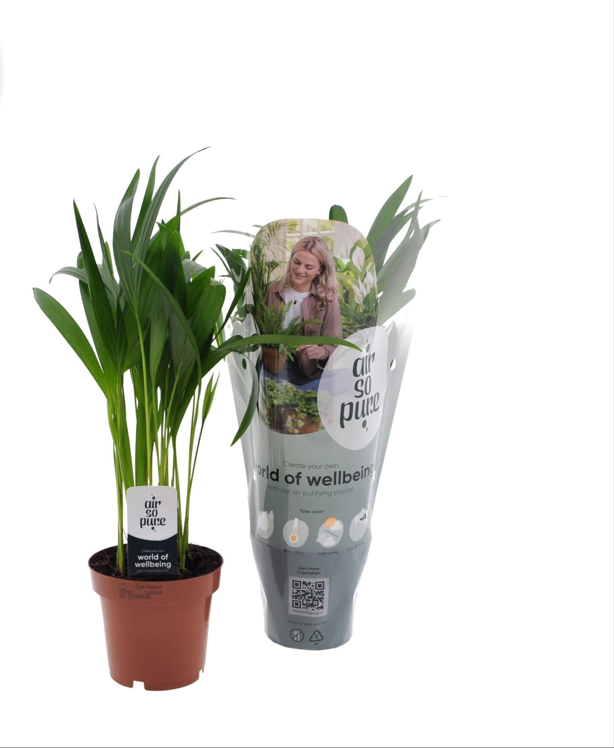 Goldfruchtpalme - Dypsis Lutescens – Zimmerpflanze – Ø12 cm Topf – Ca. 40 cm hoch – Pflegeleichte Mini-Palme mit tropischem Flair – Für Wohnzimmer, Büro & Bad 