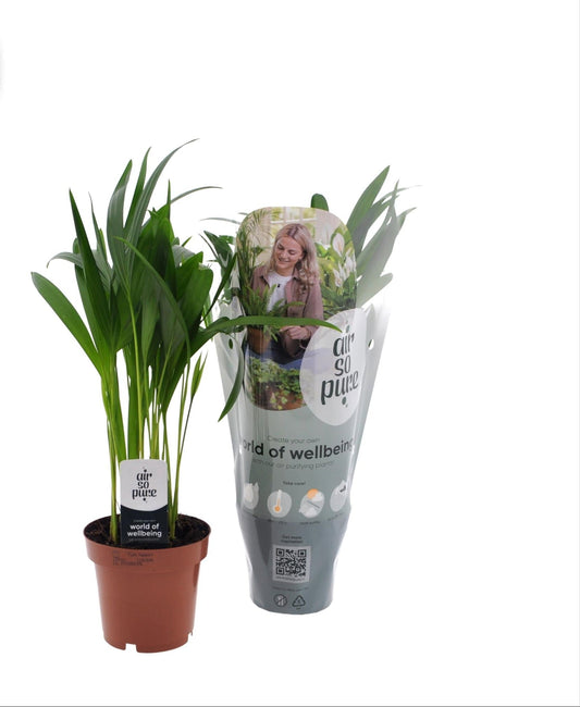 Goldfruchtpalme - Dypsis Lutescens – Zimmerpflanze – Ø12 cm Topf – Ca. 40 cm hoch – Pflegeleichte Mini-Palme mit tropischem Flair – Für Wohnzimmer, Büro & Bad 