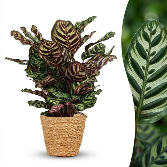 Calathea Makoyana Pfauen Korbmarante 70cm – Zimmerpflanze im Korb Ø19cm – dekorative Blattzeichnung in Grüntönen mit violetter Unterseite – pflegeleicht für Wohnung & Büro, ideal bei Halbschatten 