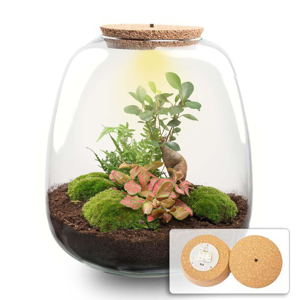 Flaschengarten „Emma“ – Bausatz mit LED-Korkdeckel – Ø23cm ↕25cm – DIY Pflanzenterrarium mit Ficus Ginseng Bonsai, Farn & Fittonia Ruby Lime – Selbstversorgendes Mini-Ökosystem aus Glas 