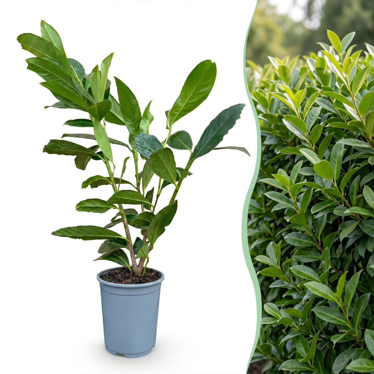 Kirschlorbeer 'Caucasica' – Prunus laurocerasus 'Caucasica' – 16 Heckenpflanzen – Topf Ø9cm – Höhe 25-35cm – Ansicht 3
