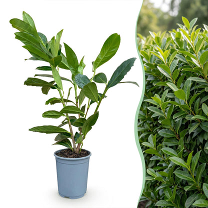 Kirschlorbeer 'Caucasica' – Prunus laurocerasus 'Caucasica' – 16 Heckenpflanzen – Topf Ø9cm – Höhe 25-35cm – Ansicht 3