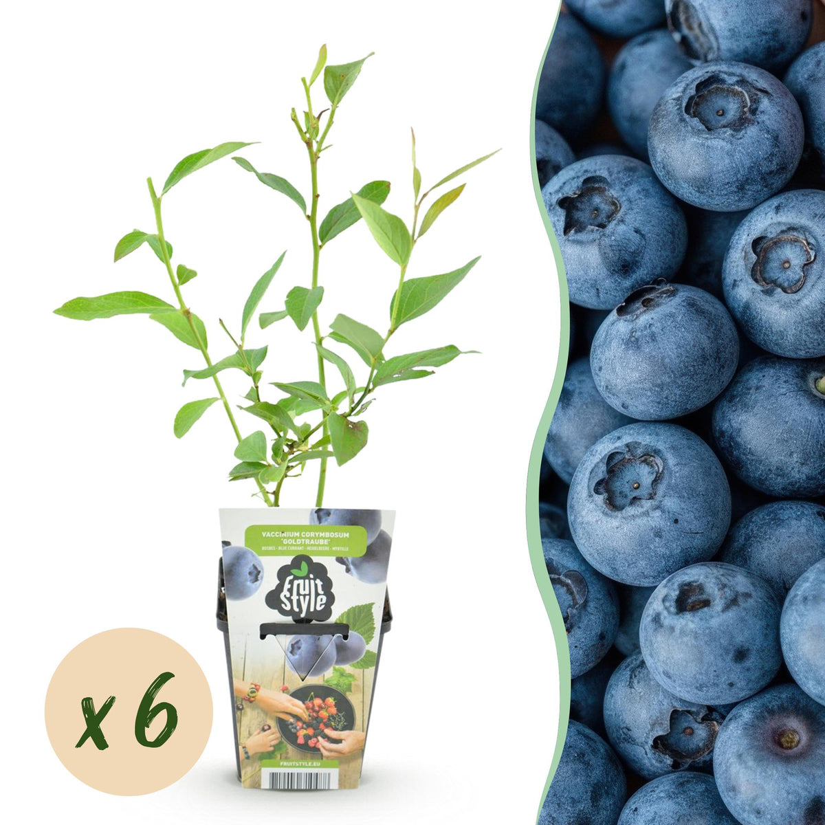 Blaubeere Vaccinium corymbosum Goldtraube winterhart 3 Pflanzen Ø9cm Höhe 30cm – Aromatische Heidelbeere für Garten Balkon & 