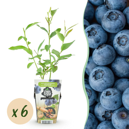 Blaubeere Vaccinium corymbosum Goldtraube winterhart 3 Pflanzen Ø9cm Höhe 30cm – Aromatische Heidelbeere für Garten Balkon & 