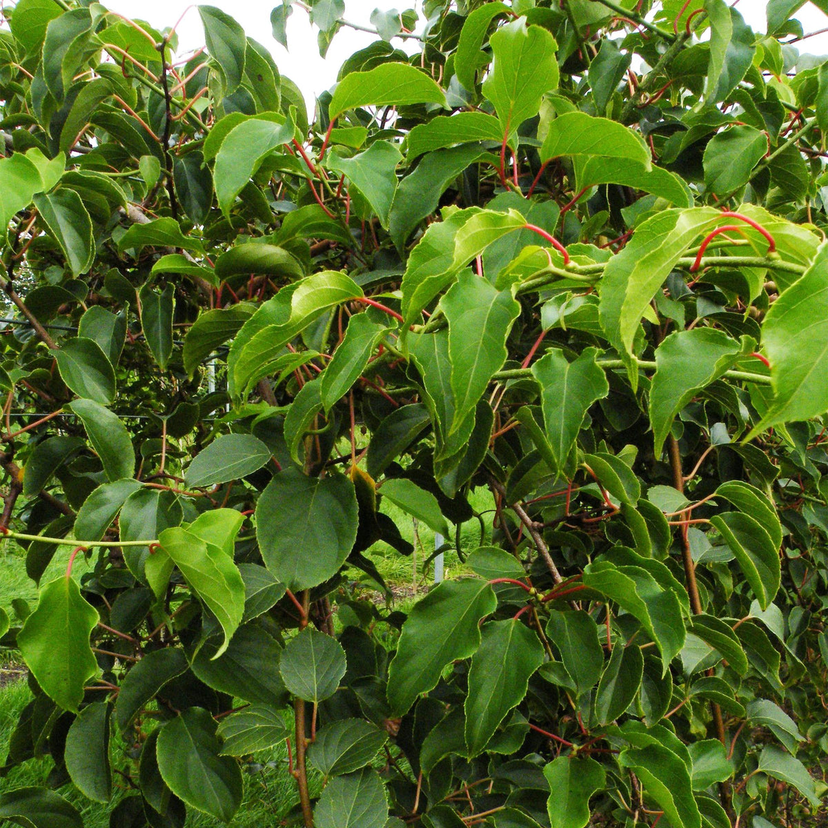 Green boutiQ - Fruchtpflanze - Actinidia arguta Weiki - Kiwi-Pflanze - Männlich - Rote - Lila Früchte - 1 Pflanze - Topf 15cm - Höhe 50cm 