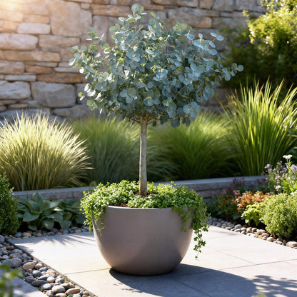 GreenboutiQ - Pflanzen auf Stamm - Eucalyptus gunni Azure - Terrassenpflanze - Immergrün - Winterhart - Graues Blatt - Topf 19 cm Höhe 90 cm 