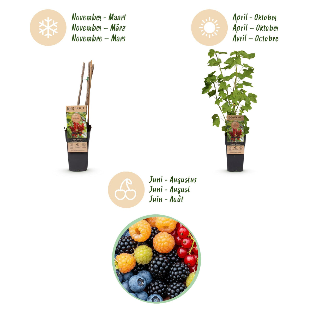 Green boutiQ - Fruit Plant - Ribes - Rubes-Vaccinium Mix - Rainbow - Hardy - Red Currant - Black Raspberry - Yellow Raspberry - Blueberry - 4 Plants - Pot 15cm - Height 50cm 