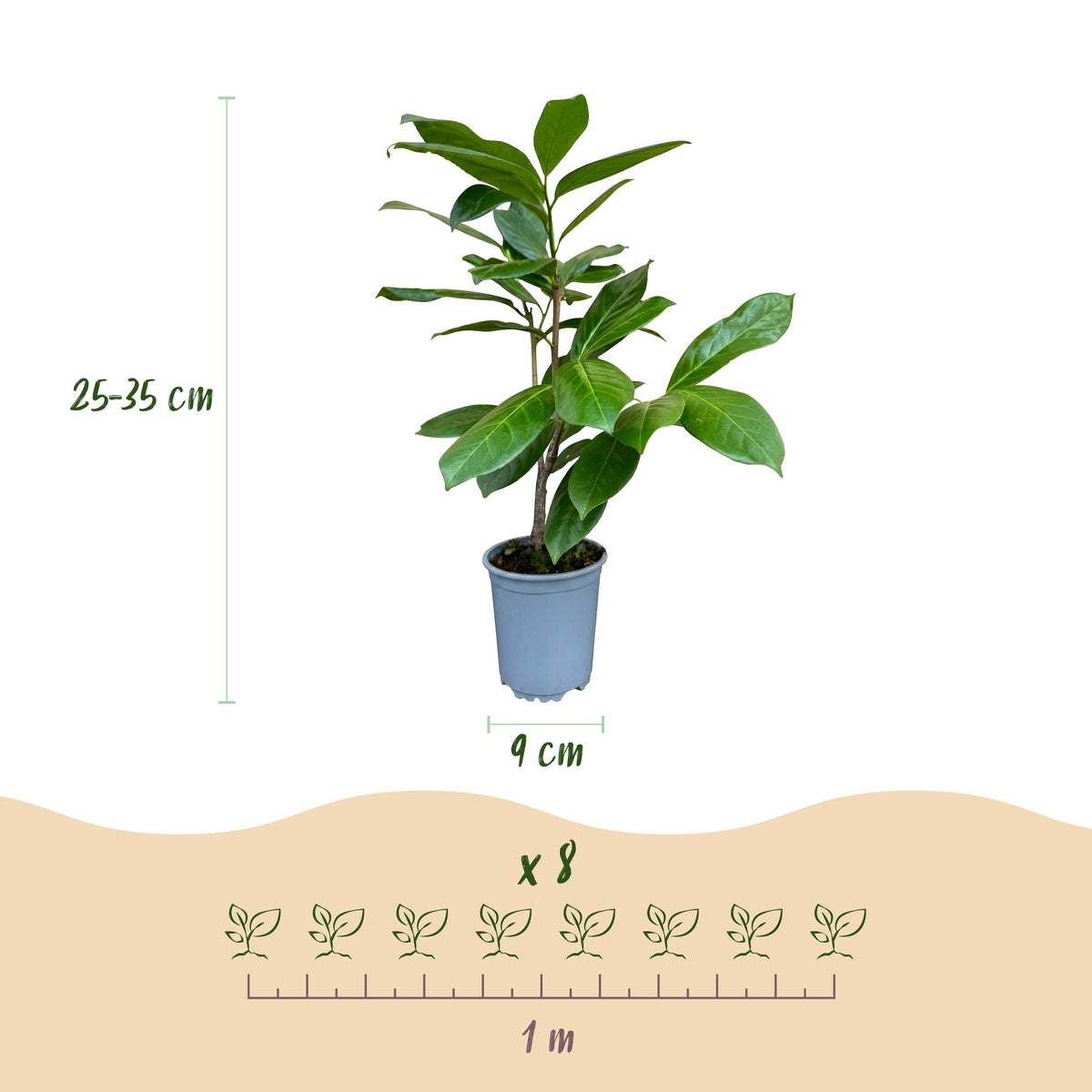 Kirschlorbeer 'Rotundifolia' – Prunus laurocerasus 'Rotundifolia' – 16 Heckenpflanzen – Topf Ø9cm – Ansicht 4