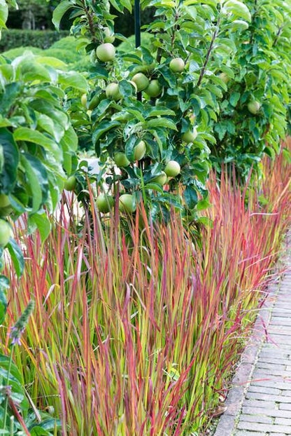 Japanisches Blutgras Imperata cylindrica 'Red Baron' – ↕10-25cm – Ø9cm – Ansicht 21