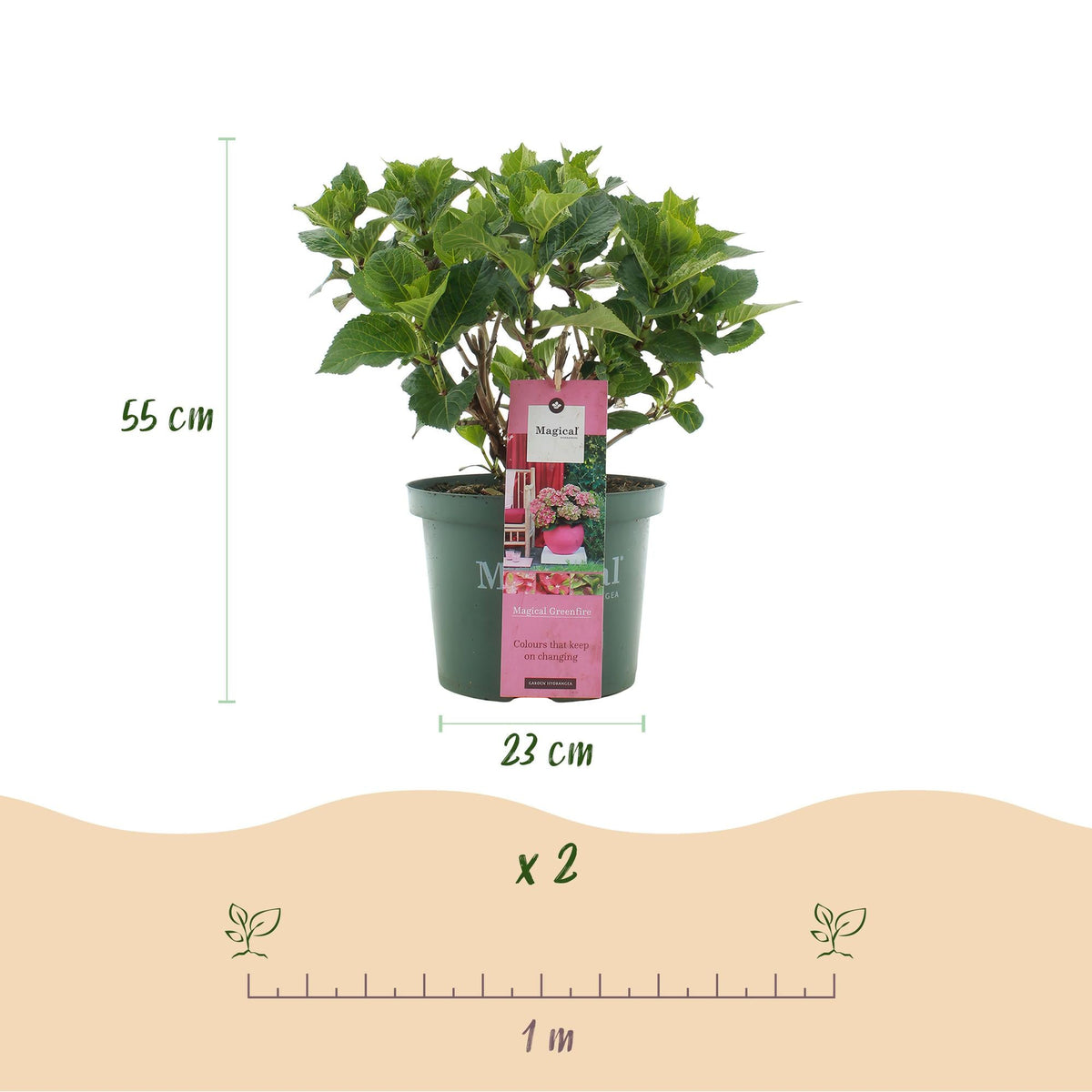 Hortensie Magical Green Fire – Hydrangea macrophylla – Rosa-Grün – Balkonpflanze – Im 23 cm Topf – Ca. 55 cm hoch – 6–10 Blüten – Für Balkon, Terrasse & Beet – Farbwechselnde Blüte – Pflegeleicht 