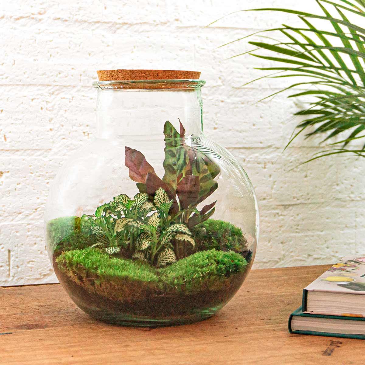 Flaschengarten Teddy – DIY Bausatz Terrarium – ↕26,5cm – Do-It-Yourself Pflanzen-Set im Glas mit Kork – Autarkes Mini-Ökosystem – Mit Calathea, weißer Fittonia & Moos – Für Zuhause & Büro 