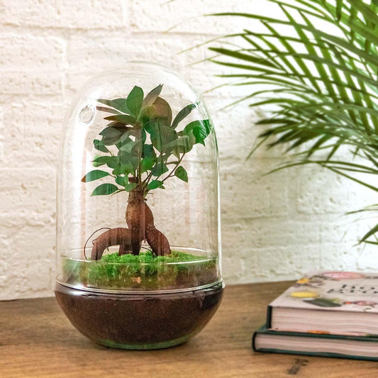 Flaschengarten Egg XL Bonsai – DIY Bausatz Terrarium – ↕30cm – Do-It-Yourself Pflanzen-Set im Glas mit Korkdeckel – Autarkes Mini-Ökosystem – Inkl. Ficus Ginseng Bonsai & Moos – Für Wohnung & Büro 