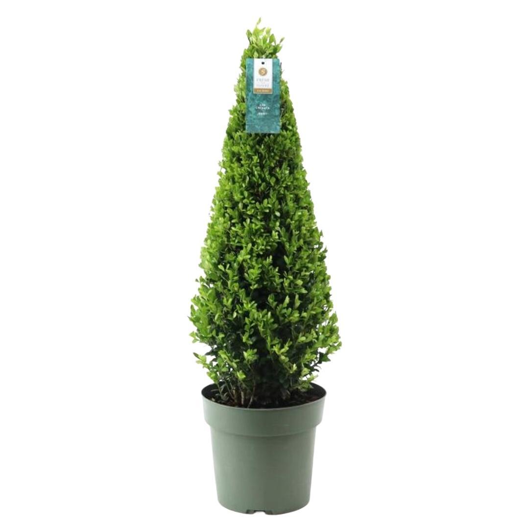Stechpalme Ilex crenata Pyramide – ↨55 cm – Ø21 cm – Immergrüner, winterharter Buchsbaum-Ersatz für Garten, Terrasse & Topf 
