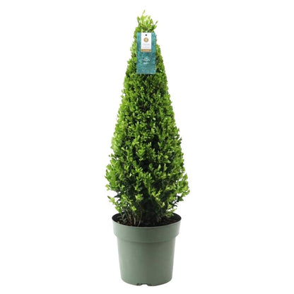 Stechpalme Ilex crenata Pyramide – ↨55 cm – Ø21 cm – Immergrüner, winterharter Buchsbaum-Ersatz für Garten, Terrasse & Topf 