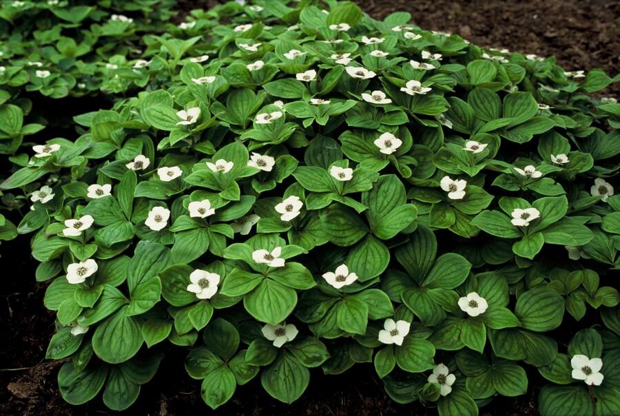 Cornus canadensis – Kanadische Teppich-Hartriegel – 24 Pflanzen – Bodendecker mit weißen Blüten – Ø9cm – ↕10–25cm – Für Schatten & Halbschatten – Winterhart 