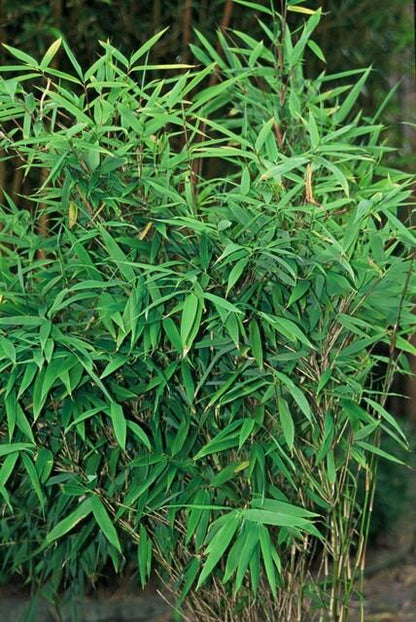 Fargesia Rufa – Nicht-Ausbreitender Bambus – Ø7cm – ↕15cm – 6 Pflanzen – Winterhart & Pflegeleicht – Für Hecken, Garten & Terrasse 