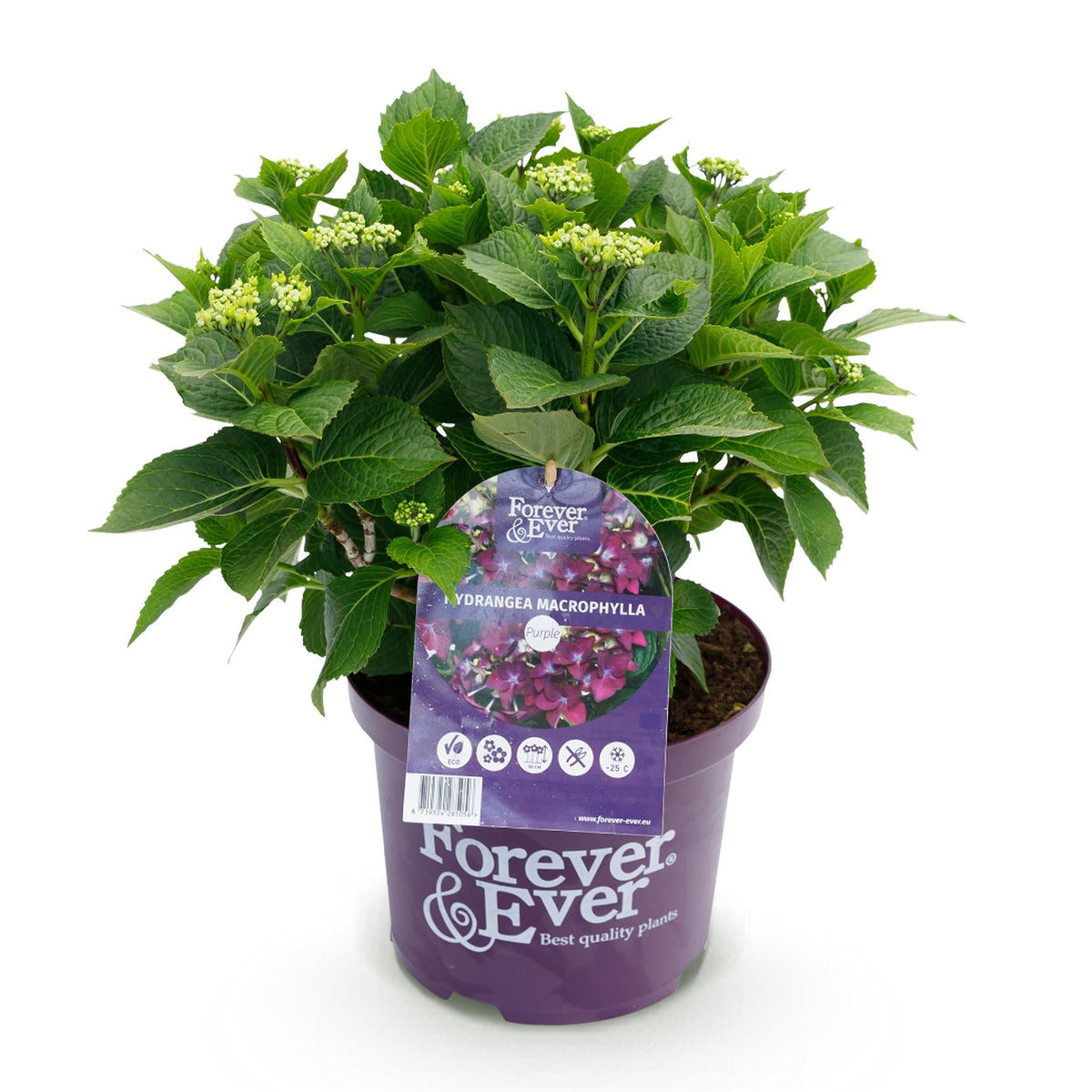 Hortensie Forever & Ever Lila – Hydrangea macrophylla – Lila – Balkonpflanze – Im 23 cm Topf – Ca. 55 cm hoch – 7–12 Blüten – Für Balkon, Terrasse & Beet – Robust & Langblühend 