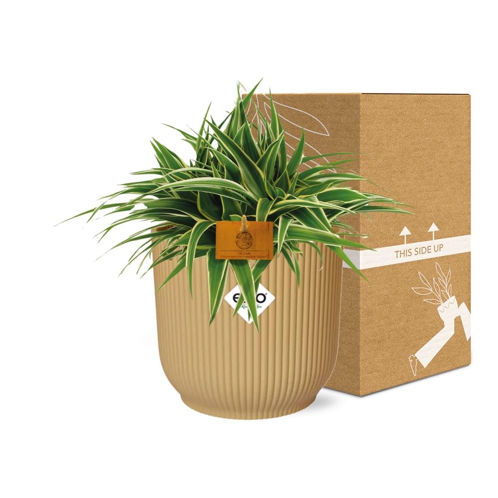 Chlorophytum Ocean 15cm in ELHO Vibes Fold 16cm round geel 