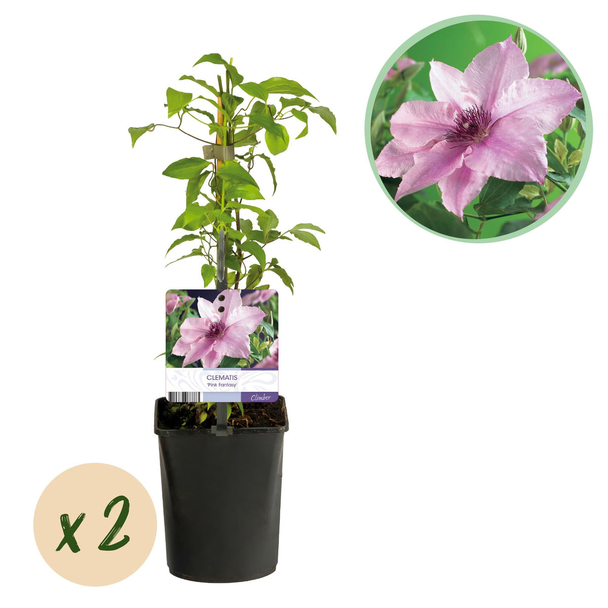 Kletterpflanze Clematis Pink Fantasy – Rosa Blüten – Wenig Pflege – 2 Pflanzen – 11 cm Höhe 40 cm – Für Garten, Terrasse & Pergolen 