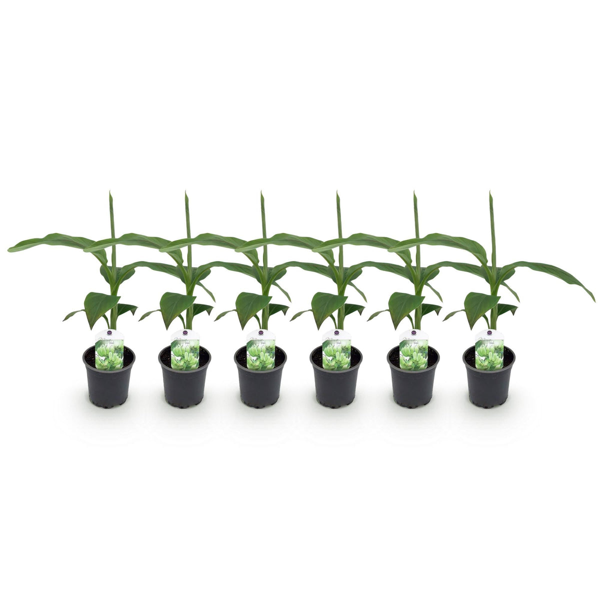 Bananenpflanze Musa Basjoo – Winterhart – Obstpflanze – Ø12cm, Höhe ca. 30cm – Ansicht 13