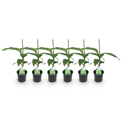 Bananenpflanze Musa Basjoo – Winterhart – Obstpflanze – Ø12cm, Höhe ca. 30cm – Ansicht 13