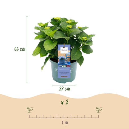Hortensie Magical Revolution Blue – Blau – 2 Pflanzen – Hydrangea macrophylla – 23 cm – Ca. 55 cm hoch – 6–10 Blüten – Für Beet, Balkon & Terrasse – Pflegeleicht & winterhart 